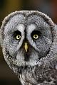 Great Grey Owl